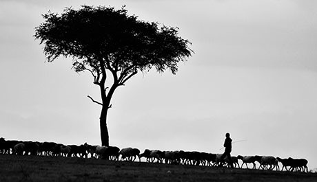 El Senyor és el meu pastor