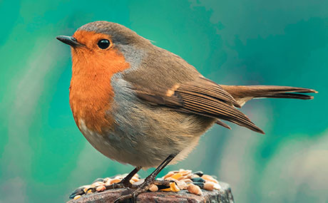 Não andeis preocupados com o que hão de comer ou beber